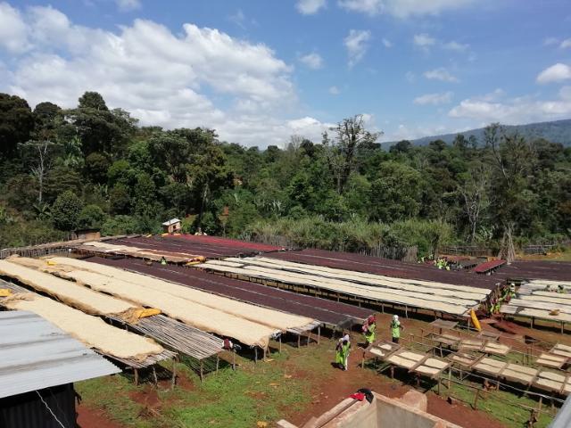 Tørreborde står på række i en lysning i det Etiopiske landskab