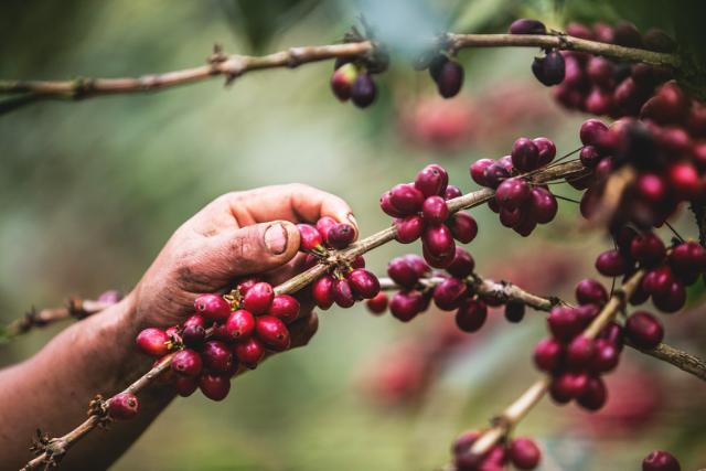 Hånd plukker modne kaffebær på en gren