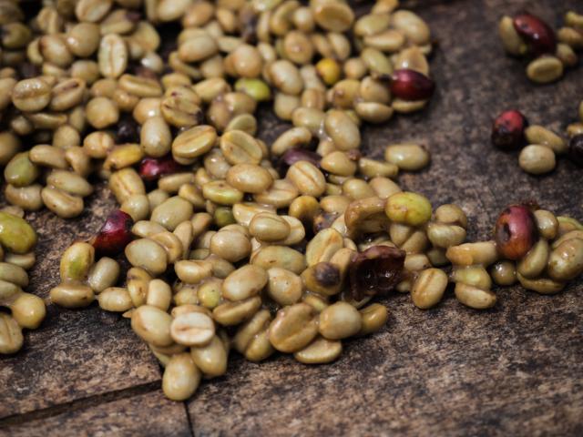 Grønne kaffebønner stadig med frugtsaft på efter afpulpning