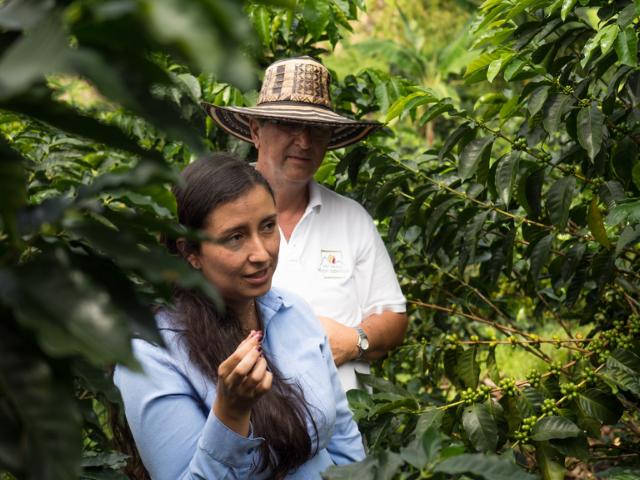 Kaffebønder står mellem kaffebuske i kaffeplantage