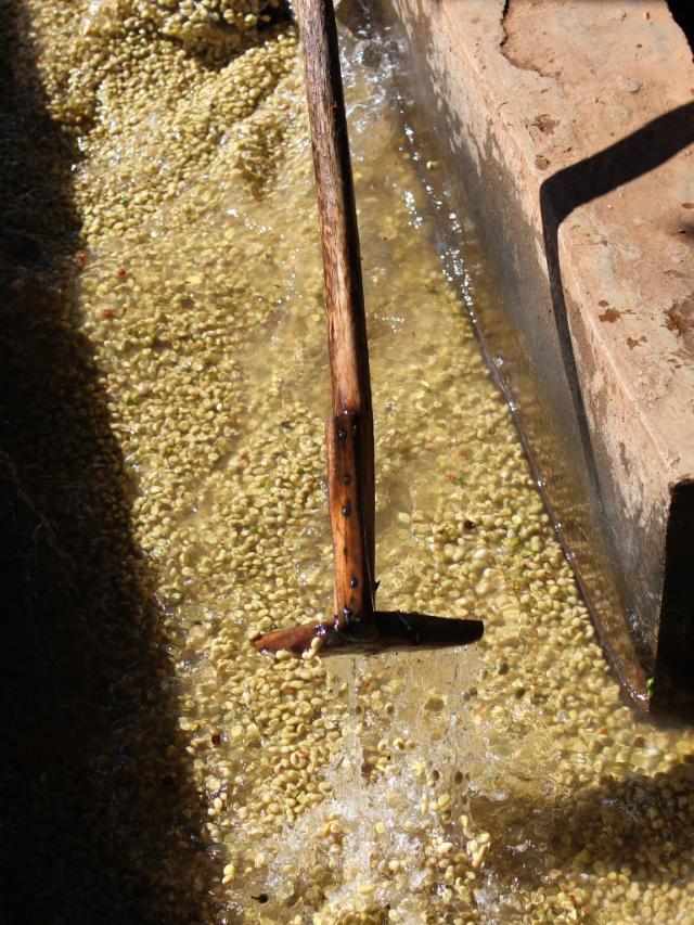 grønne kaffebønner bliver vasket i Etiopien 