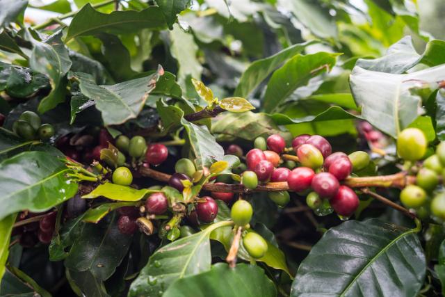 roede og groenne kaffebaer paa gren