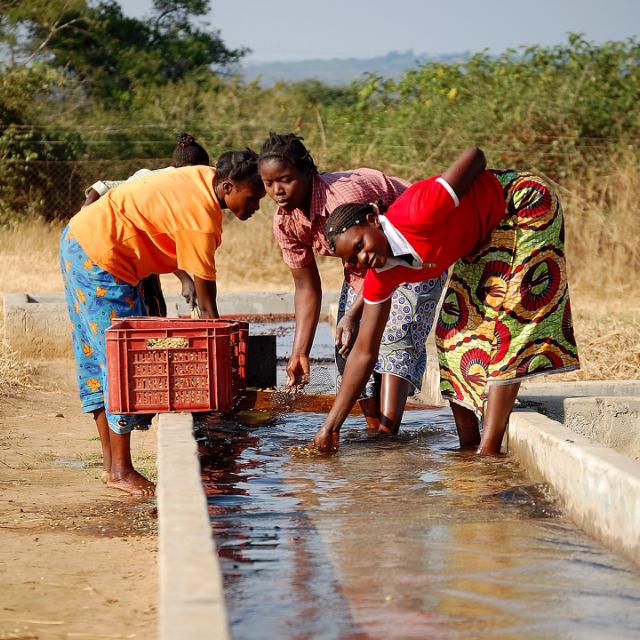 kvinder sorterer kaffeboenner ved hjaelp af vand