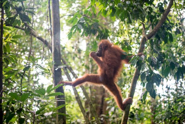 orangutang klatrer i træerne i junglen 