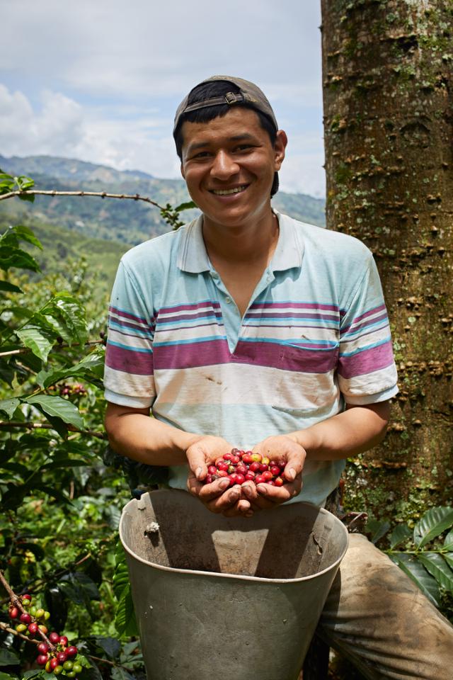 kaffebonde står med røde kaffebær på plantagen