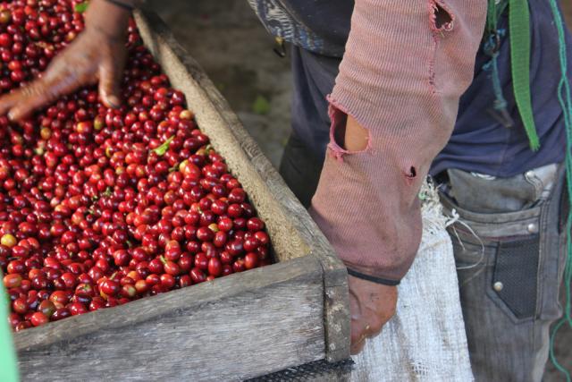 person står ved røde kaffebønner i kasse