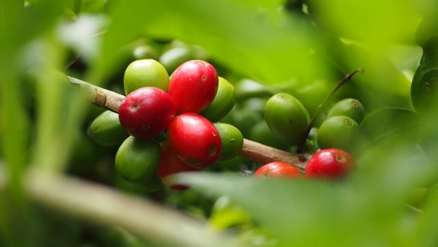 kontra coffee grønne og røde kaffebær på træ